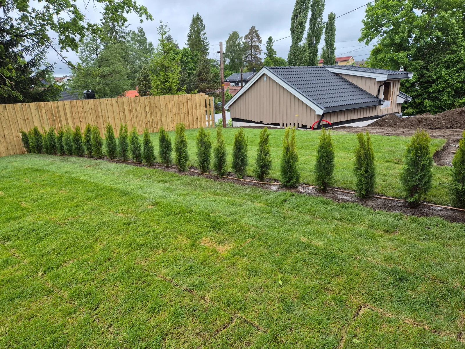 Planting av hekk